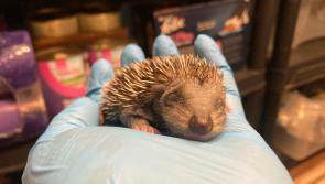 Bideford mother and daughter transform back garden into a haven for hedgehogs 