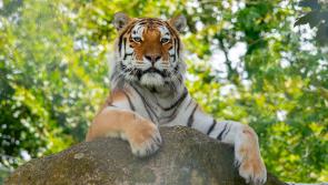 Dartmoor Zoo offers exciting placement opportunities for students