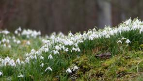 RHS Rosemoor unveils floral celebration in February 