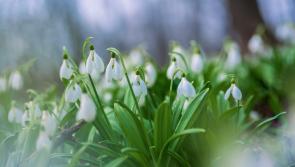 Gardening: Those shy snowdrops are starting to show…