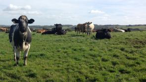 New planning guidance aims to support farmers in North Devon
