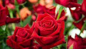 Gardening: Time to start thinking about your roses