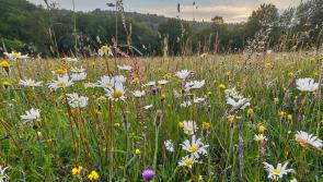 Learn how to nurture your own nature project at drop-in event