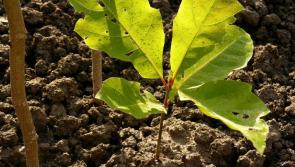 10,000 trees being planted with help of new tree funding