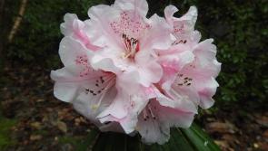 Threatened Plant of the Year 2024 competition returns