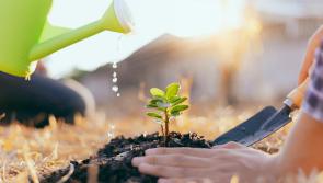 New hubs for families and thousands of trees planted