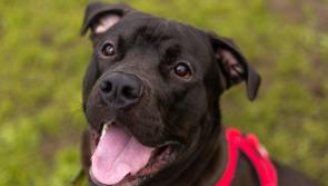  Dogs Trust Ilfracombe offers guidance for Dog Theft Awareness Day