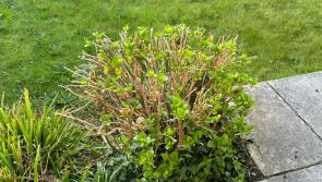 Gardening: Of hydrangea haircuts and the compost bin…