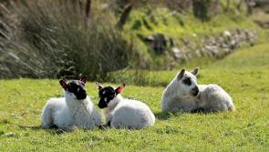 Dog owners warned after spate of sheep worrying