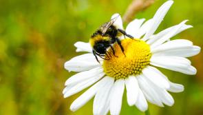 Could you be more bee-friendly? Why not plan your garden a little differently? 