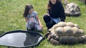 North Devon Show is back by popular demand