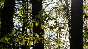 Exmoor’s Ash Dieback fight to hit £300k total