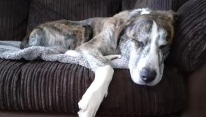 Dogs Trust Ilfracombe seeks forever home for Lurcher Cross