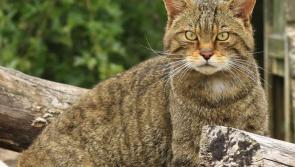 Could Devon become home to wildcats again?