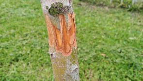 Appledore tree planted in memory vandalised for second time
