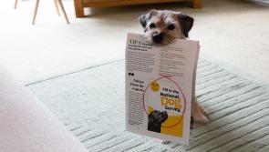 Dogs Trust Ilfracombe invites you to contribute to the largest dog census
