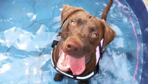 Early summer temperatures pose risk of heat stroke for dogs, warns Dogs Trust Ilfracombe
