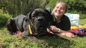Dog seeks forever home after whole year in charity care

