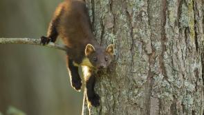 Boost for Pine Martens in South West woodlands
