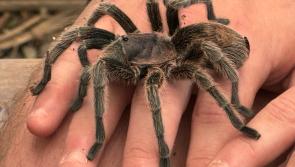 Close encounters of the tarantula kind for Bideford Brewers Fayre staff
