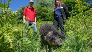 Hungarian hogs helping out rare butterflies at Heddon Valley
