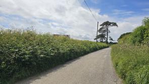Developer responds to concerns over proposed tree felling in Landkey
