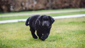 Devon pet lovers needed to take part in the Pet Census by Blue Cross