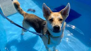 Dogs Trust Ilfracombe issues crucial warning to pet owners as temperatures soar
