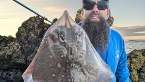 Mini sharks on the line for local anglers