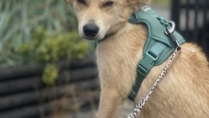 How a Romanian rescue became a Devon dog