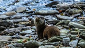 North Devon charity plans to build lifesaving otter hospital

