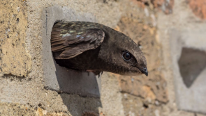 Homebuilder signs Homes for Nature commitment to support wildlife