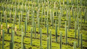 Have your say on new woodland in North Devon

