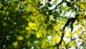 Have your say on Torridge District Council plan to create community woodland