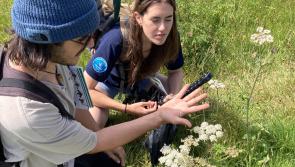 A wealth of wildlife discovered at Ilfracombe BioBlitz
