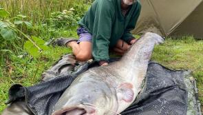 Magnificent Catfish landed by local angler