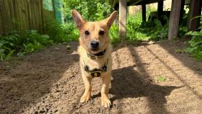 Charity urges dog owners to update microchip details