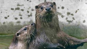 Otter charity acquires meadow for rehabilitation
