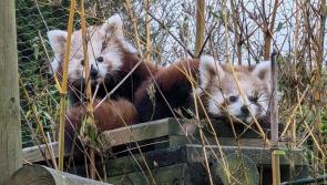 Exmoor Zoo welcomes twin cubs
