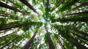 Community woodland plan supported
