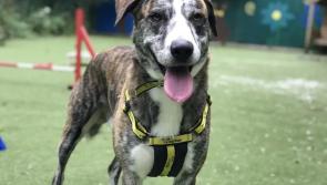  Ilfracombe dog charity seeks homes before Christmas
