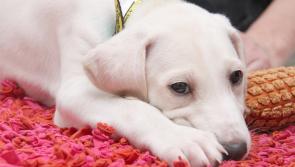 Warning for dog owners as firework season approaches

