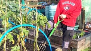 Barnstaple garden wins top Britain in Bloom award






