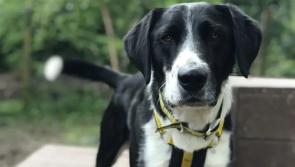Dogs Trust Ilfracombe dogs seeking rural homes
