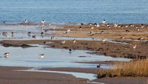 Council urges vigilance as winter birds return to Northam Burrows
