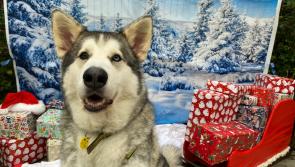 Diesel waits for his forever home this Christmas