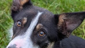 Council issues appeal to find home for abandoned collie

