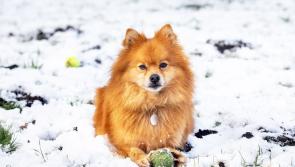  RSPCA offers tips to keep pets warm this winter
