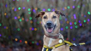 Top tips to keep dogs calm this New Year






