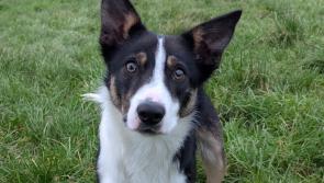Council renews plea to find a home for abandoned Collie
